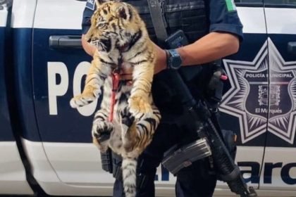Policija pronašla tigrića