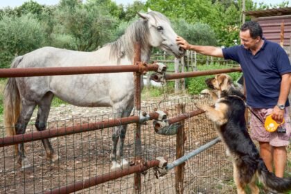 horses and dogs