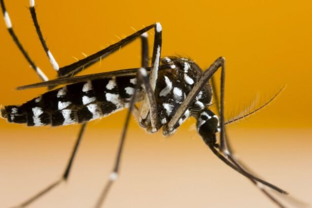 Tiger mosquito