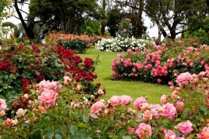 roses garden