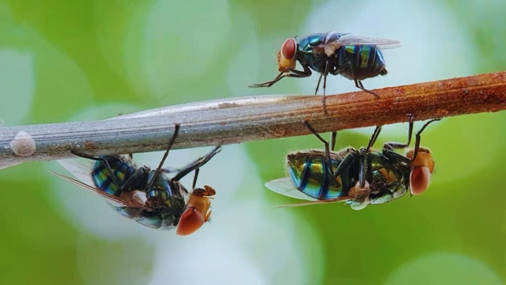 insects