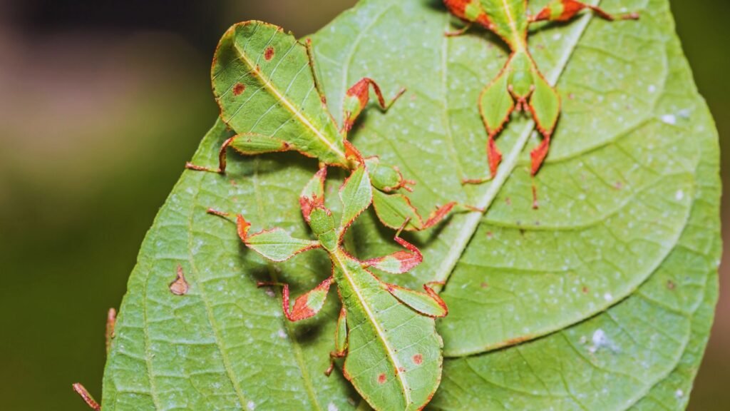insects