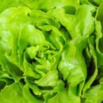 zelene salate
