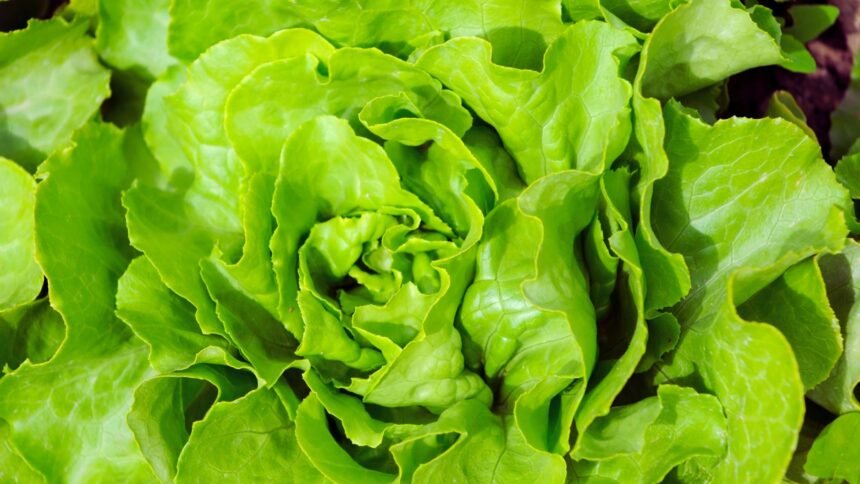 zelene salate