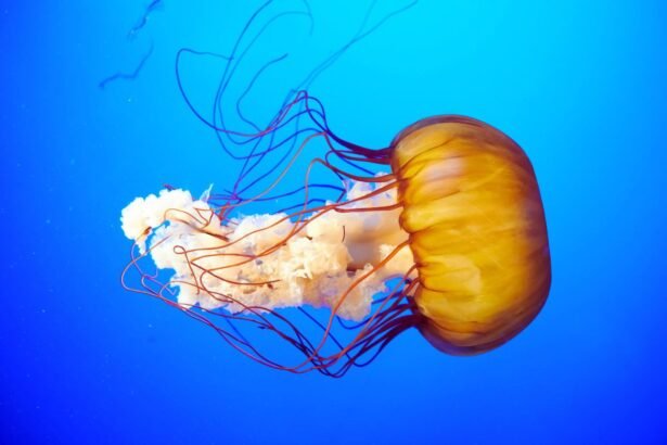 meduza