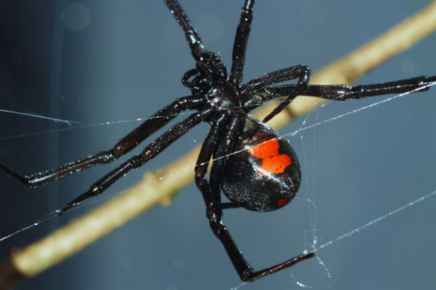 crni pauk