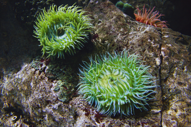 morska sasa