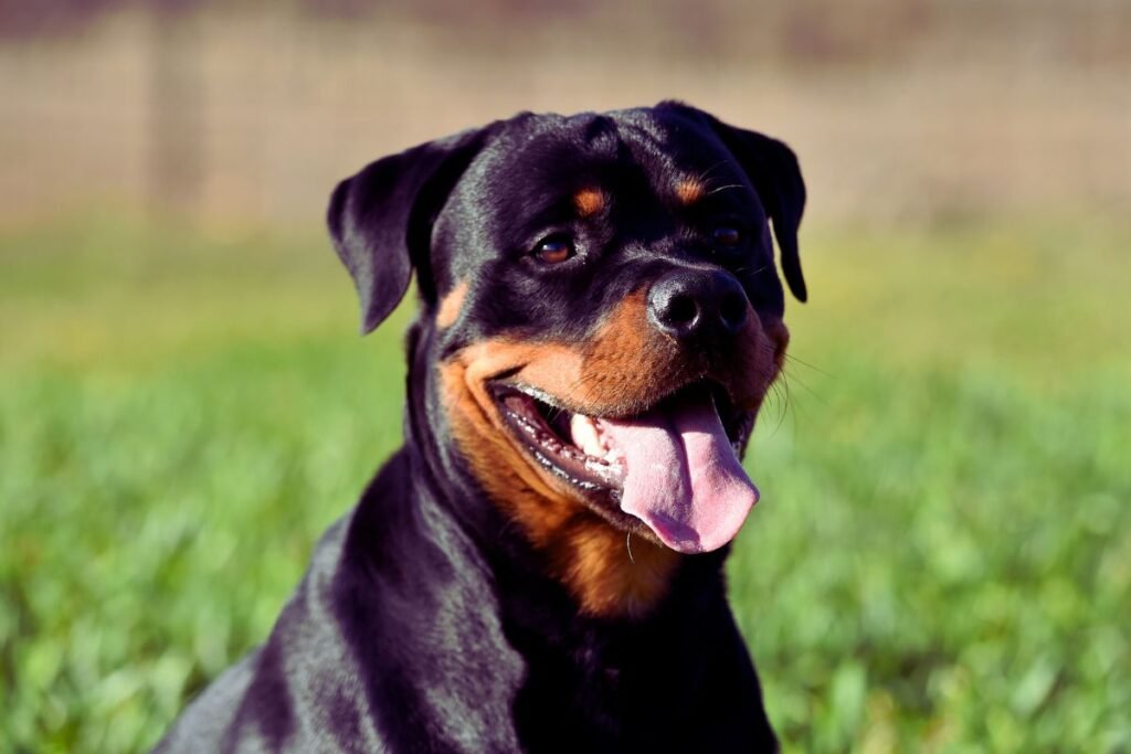 Rottweiler