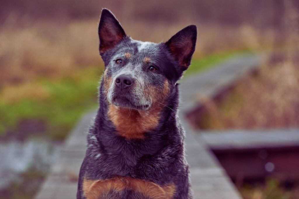 cattle-dog