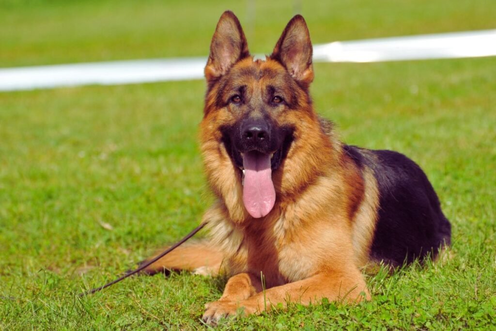 german-shepard