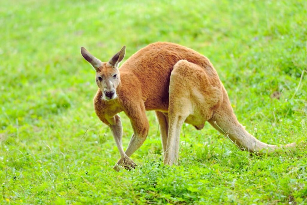 kangaroo