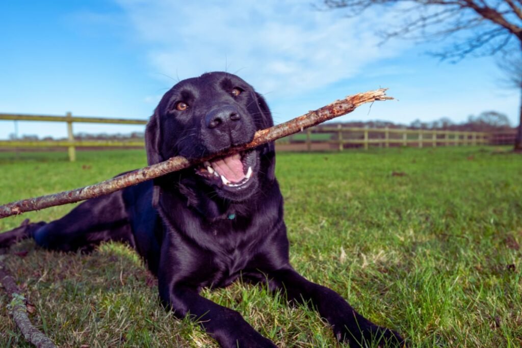 labrador