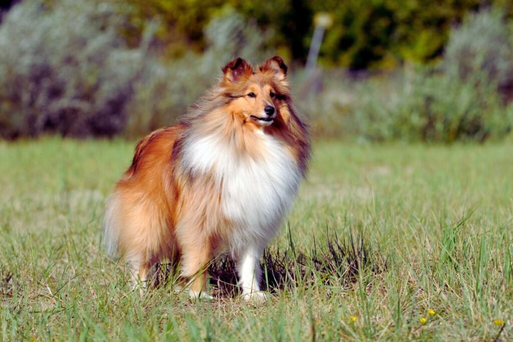 shetland-dog