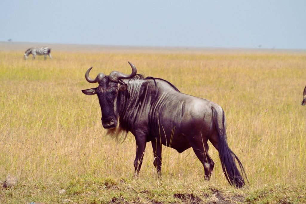 gnu