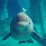 beluga kit
