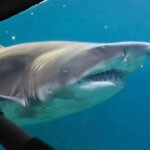 Velika bela ajkula Sredozemlje