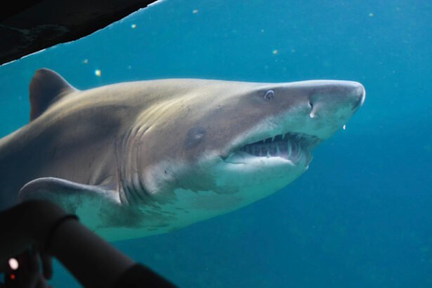 Velika bela ajkula Sredozemlje