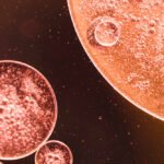 Egg cell rejuvenation