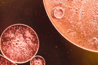 Egg cell rejuvenation